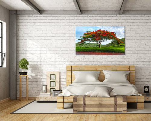 Flamboyant tree original photography print. Royal Poinciana wall art.